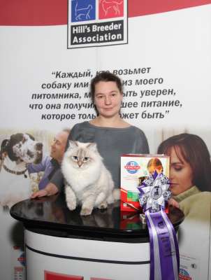 Выставка кошек 'Осенний Кэт-Салон' 30 ноября-1 декабря 2013., WCF-ринги 4293